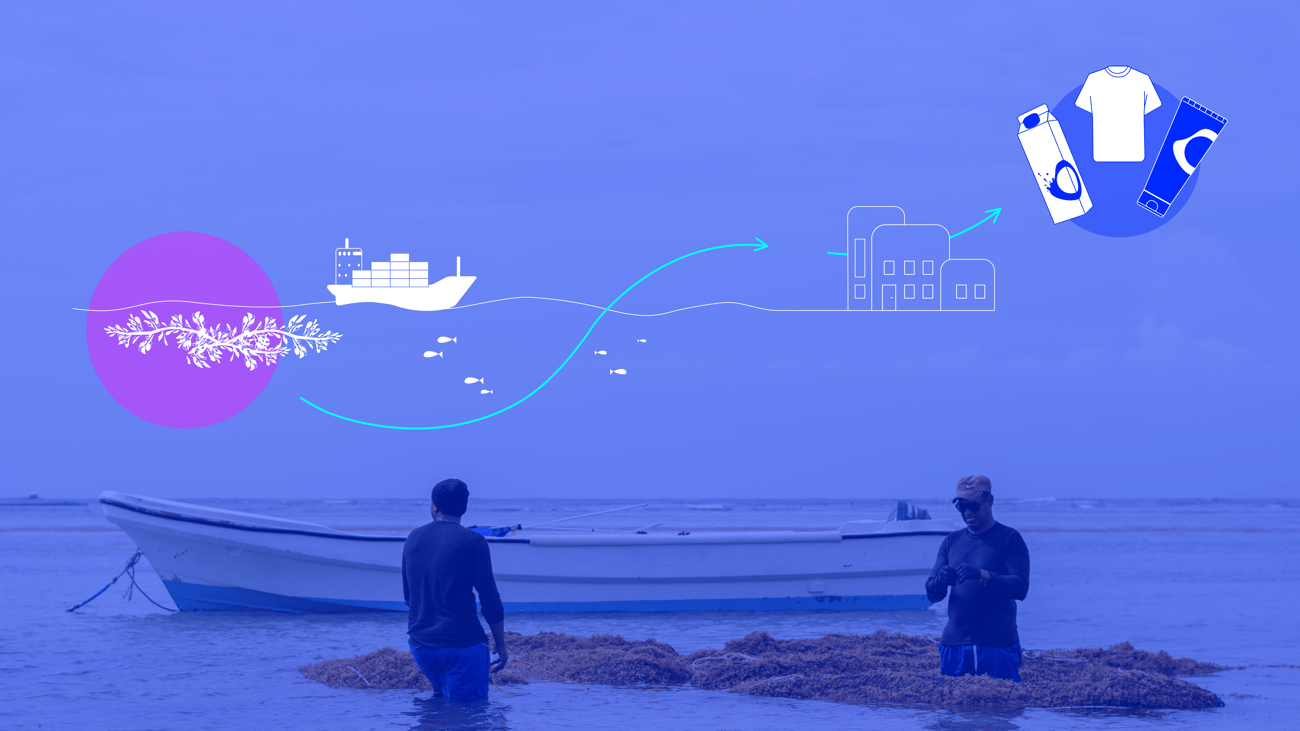 Driving a Regenerative Blue Economy with Our First Impact Report