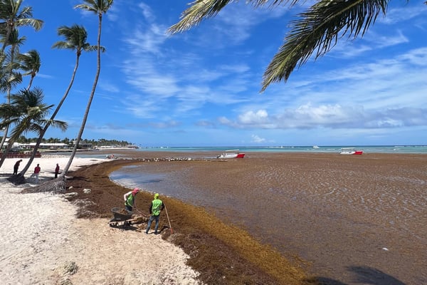 Sargassum Blooms: Solving the Methane Emissions and Ecological Chaos