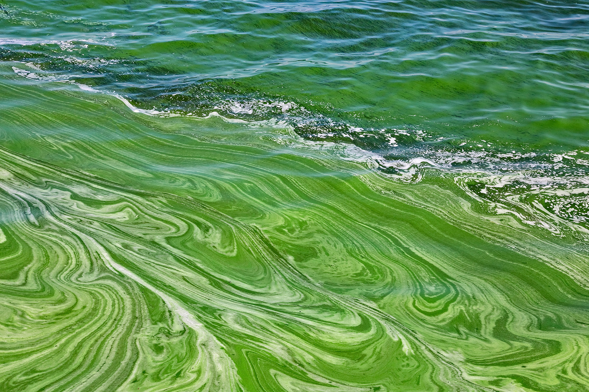 Turning blue-green algae into a resource for industries