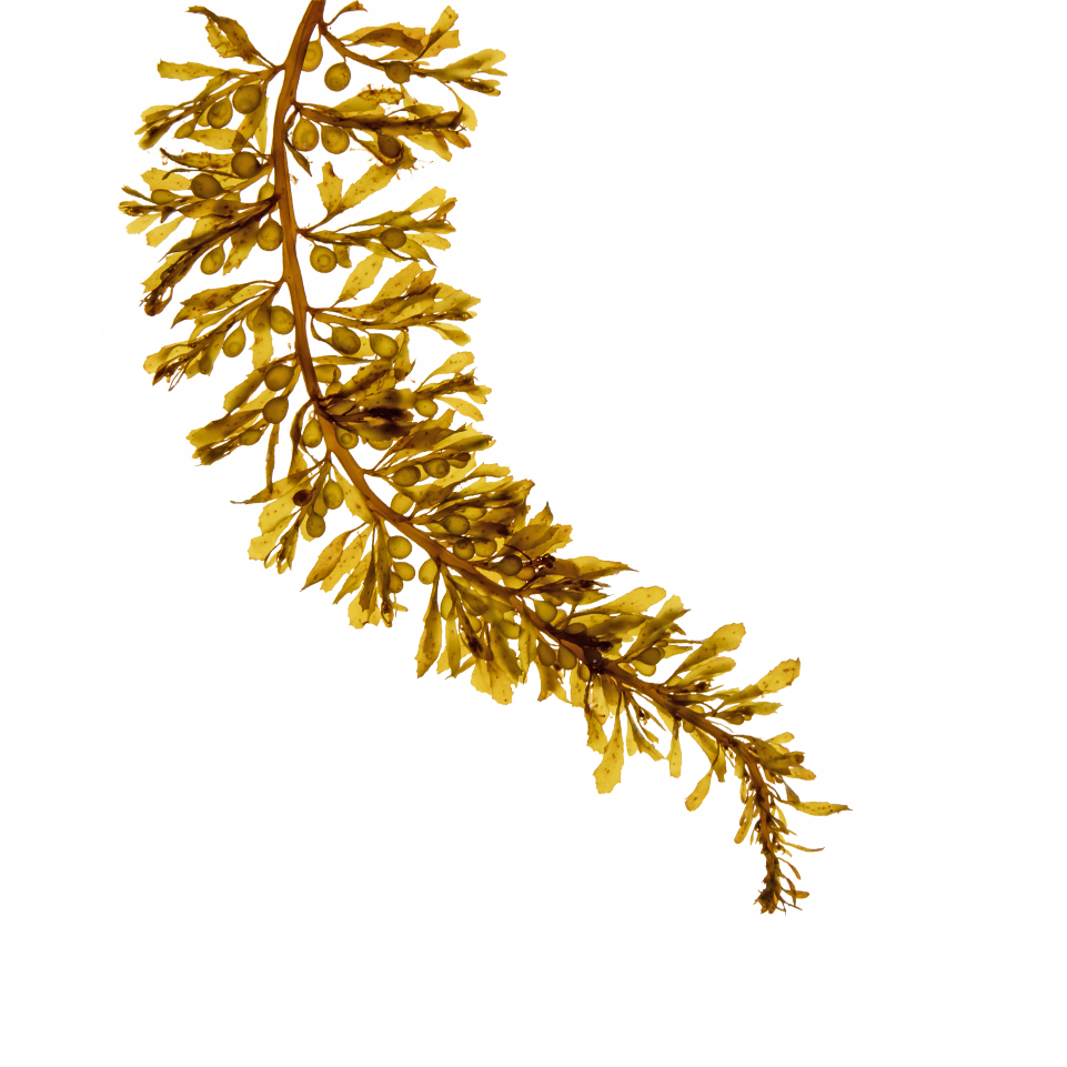 sargassum-square